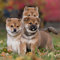 Gratis shiba inu cachorritos