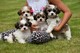 Gratis shih tzu cachorros