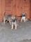 Hermoso Border Terrier cachorros - Foto 1