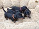 Hermoso dachshund miniatura de pelo liso