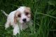 Hermosos cachorros de cavachon