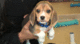 Hermosos cachorros de pura raza beagle para su aprobación