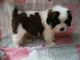 Hermosos cachorros de san bernardo