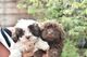 Hermosos cachorros de Shihpoo - Foto 1