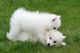 Hermosos cachorros de spitz japoneses