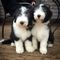 Hermosos, dulces cachorros de Collie barbudo para su aprobación - Foto 1