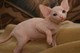 Hermosos gatitos machos y hembras sphynx para su adopción