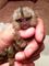 Hermosos monos tití para adopción - Foto 1