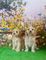 Impresionantes cachorros Cavopoo - Foto 1
