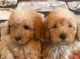 Impresionantes cachorros de caniche en miniatura