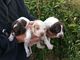 Impresionantes cachorros pointer