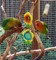 Impresionantes Ficheros Lovebirds - Foto 1