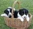 Lindo perrito del border collie