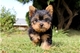 Lindos cachorros de toros para su aprobación