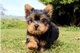 Lindos yorkies cachorros para su aprobación - Foto 1