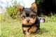 Lindos yorkies cachorros para su aprobación - Foto 1