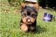 Lindos yorkies cachorros para su aprobación