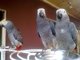 Loros preciosos de african grey para la venta