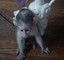 Machos y hembras bebés monos capuchinos