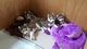 Machos y hembras cachorros husky siberiano para su adopción - Foto 1