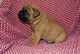 Magnifica camada de bullmastiff listos para irse