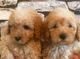 Miniature poodle puppies