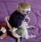 Monos capuchinos guapos y saludables para adopción