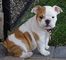 Muy encantador cachorros de bulldog inglés para su aprobación