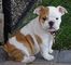 Muy encantador cachorros de bulldog inglés para su aprobación - Foto 1