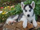 Ojos azules cachorros de husky siberiano para adopción