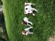 Parson russell terrier pups