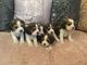 Pedigree Beagle Puppies - Foto 1