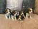 Pedigree beagle puppies