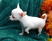 Perrito amistoso de la chihuahua del varón - Foto 1