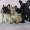 Perrito bulldog francés de calidad akc para adopción gratuita !!!