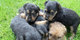 Perritos de lakeland terrier