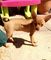 Perritos rusos del terrier del juguete