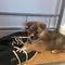 Pomsky puppies listo ahora!