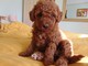 Poodle caniche miniatura rojo oscuro - Foto 1