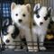 Preciosos cachorros Pomsky disponibles - Foto 1