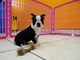 Preciosos y amigables cachorros boston terrier para adopción - Foto 1