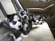 Pura cría de cachorros de husky siberiano de pedigrí completo - Foto 1