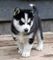 Regalo adopción dulce hermosa husky siberiano cachorros