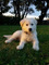 Regalo Adopción encantadora Golden Retriever cachorros - Foto 1