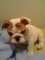 Regalo Adorable Bulldog Inglés cachorros disponibles - Foto 1