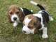 Regalo beagles pura raza - Foto 1