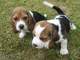 Regalo beagles pura raza