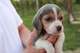 Regalo beagles pura raza - Foto 2