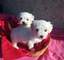 Regalo bichon maltes toy - Foto 1