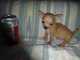 Regalo cachorros de chihuahua toy macho bello - Foto 1